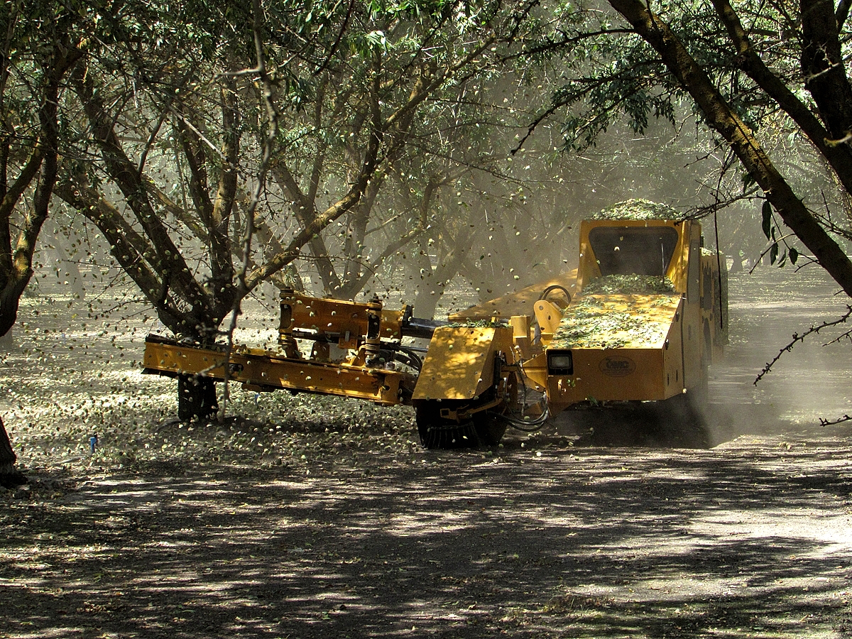 It’s almond harvest time, and the crop is booming and shaking